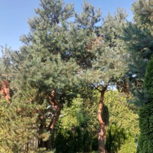 Ocet z pędów sosny | 100 ml