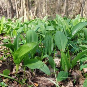 Pesto z czosnku niedźwiedziego 200 g