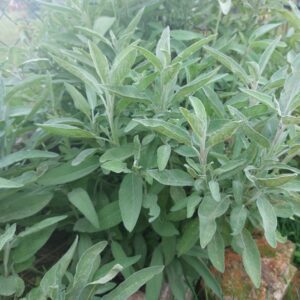 Ocet z szałwii | 100 ml