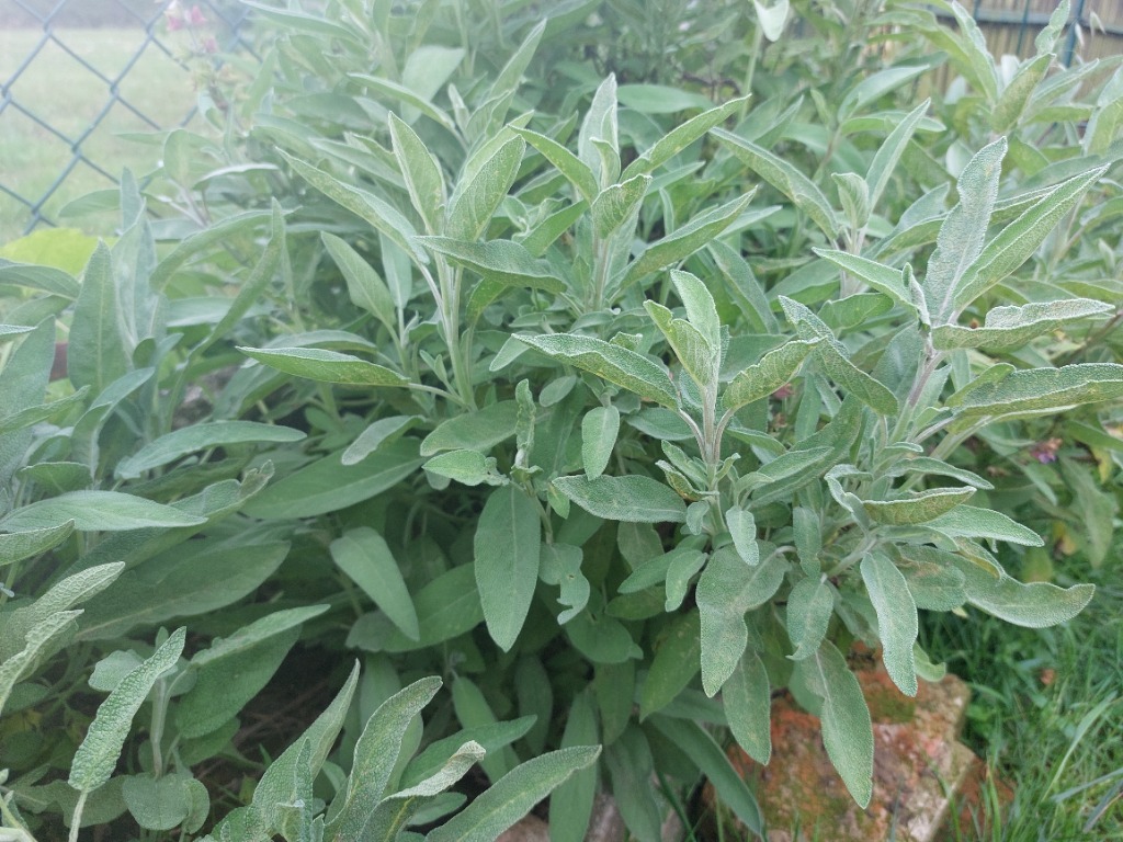 Ocet z szałwii | 100 ml - obrazek 2