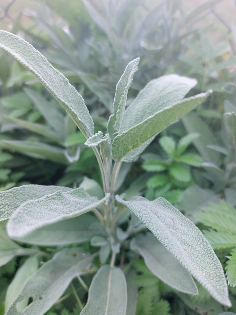 Ocet z szałwii | 100 ml - obrazek 3