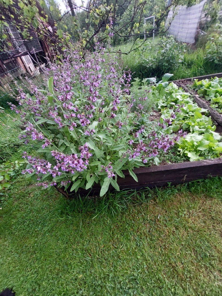 Szałwia lekarska wyciąg 50 ml - obrazek 2