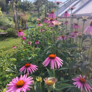 Ocet z jeżówki purpurowej | 100 ml