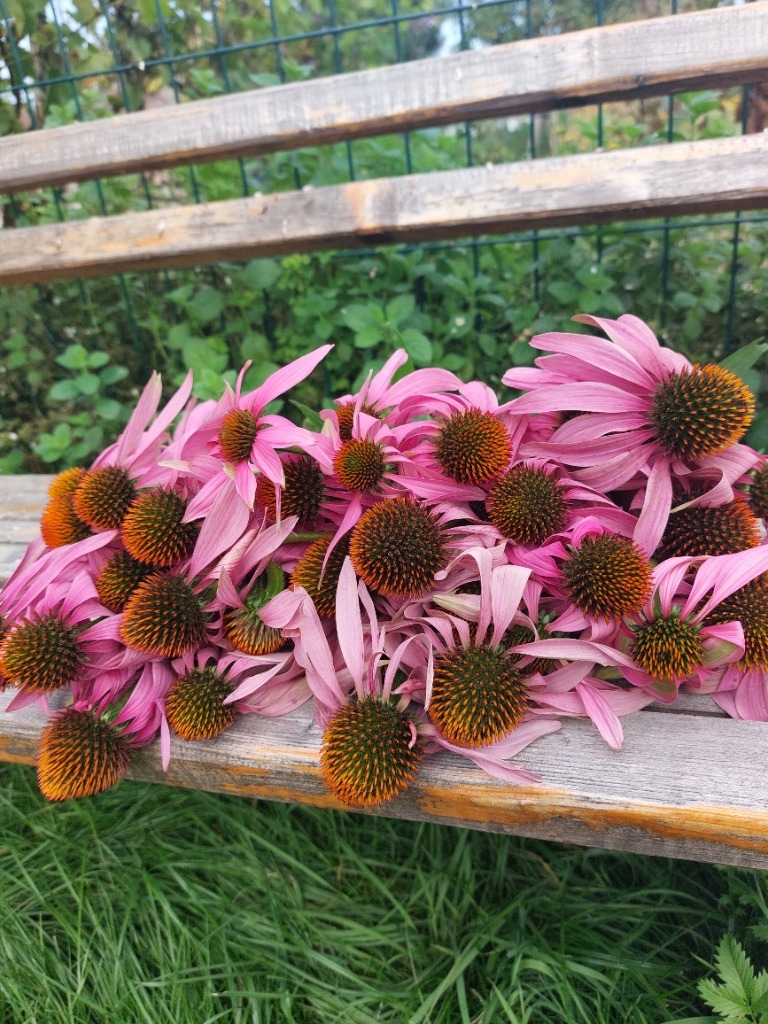 Ocet z jeżówki purpurowej | 100 ml - obrazek 3