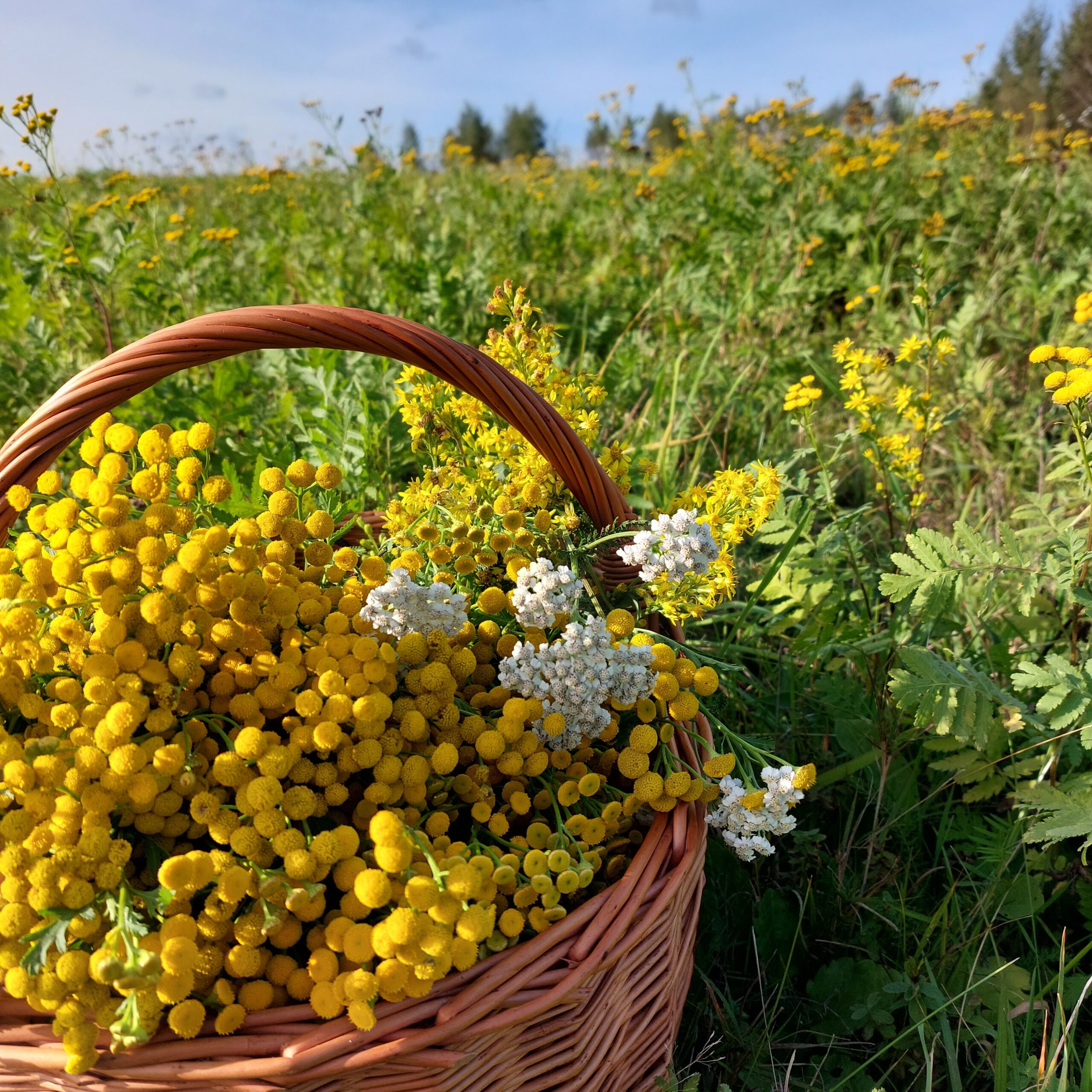 Olejek wrotyczowy 30ml - obrazek 3