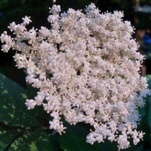 Wyciąg z kwiatów bzu czarnego | 100 ml