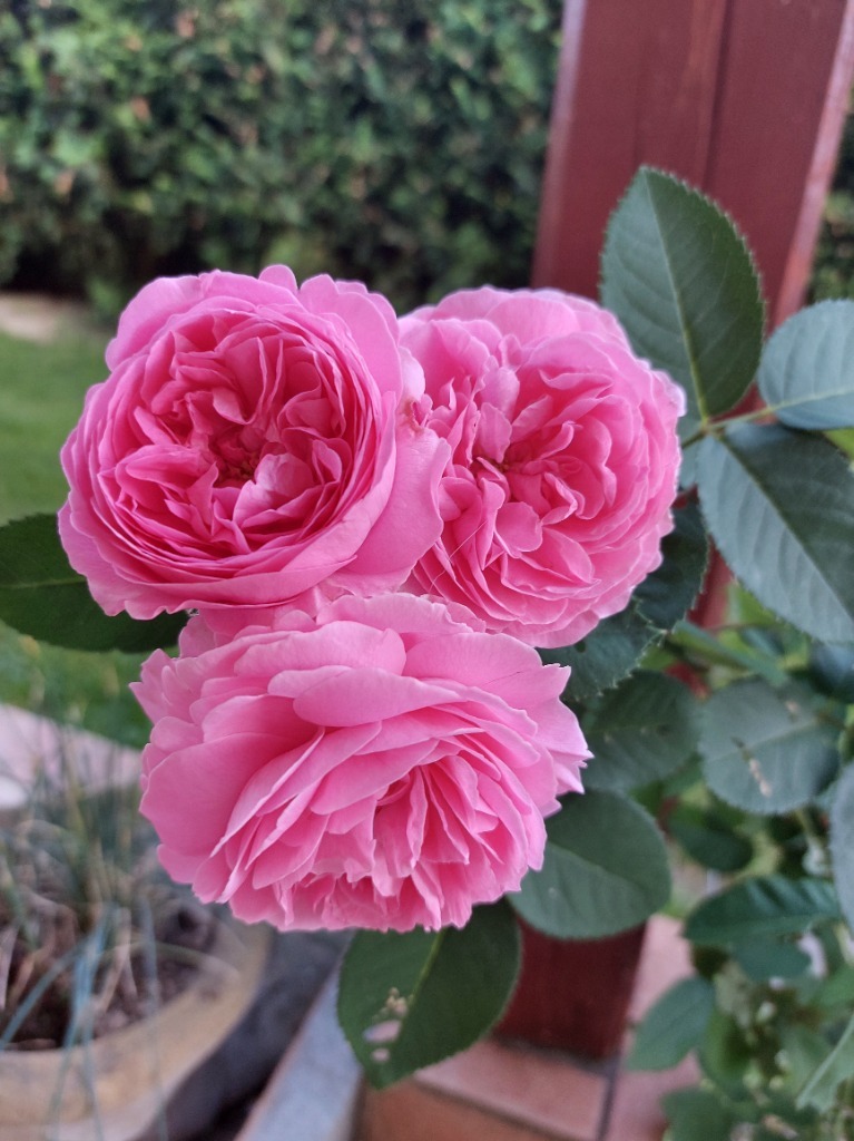 Krem różano - malinowy | 15 ml - obrazek 2