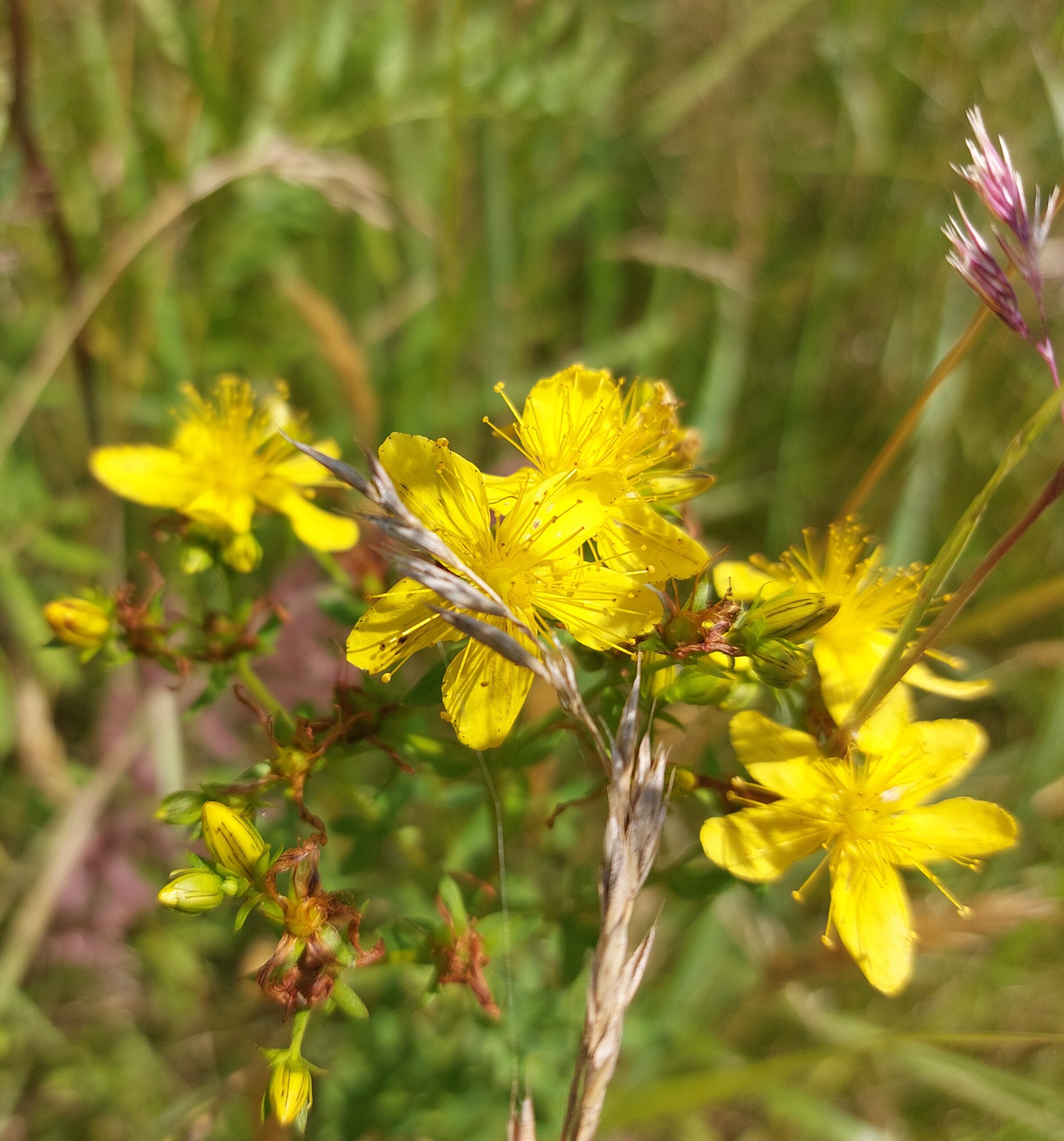 Dziurawiec | Intrakt z kwiatów | 100 ml - obrazek 3