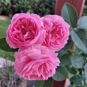 Syrop różany 330 ml