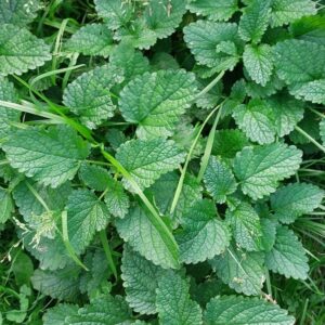 Syrop z melisy | 330 ml