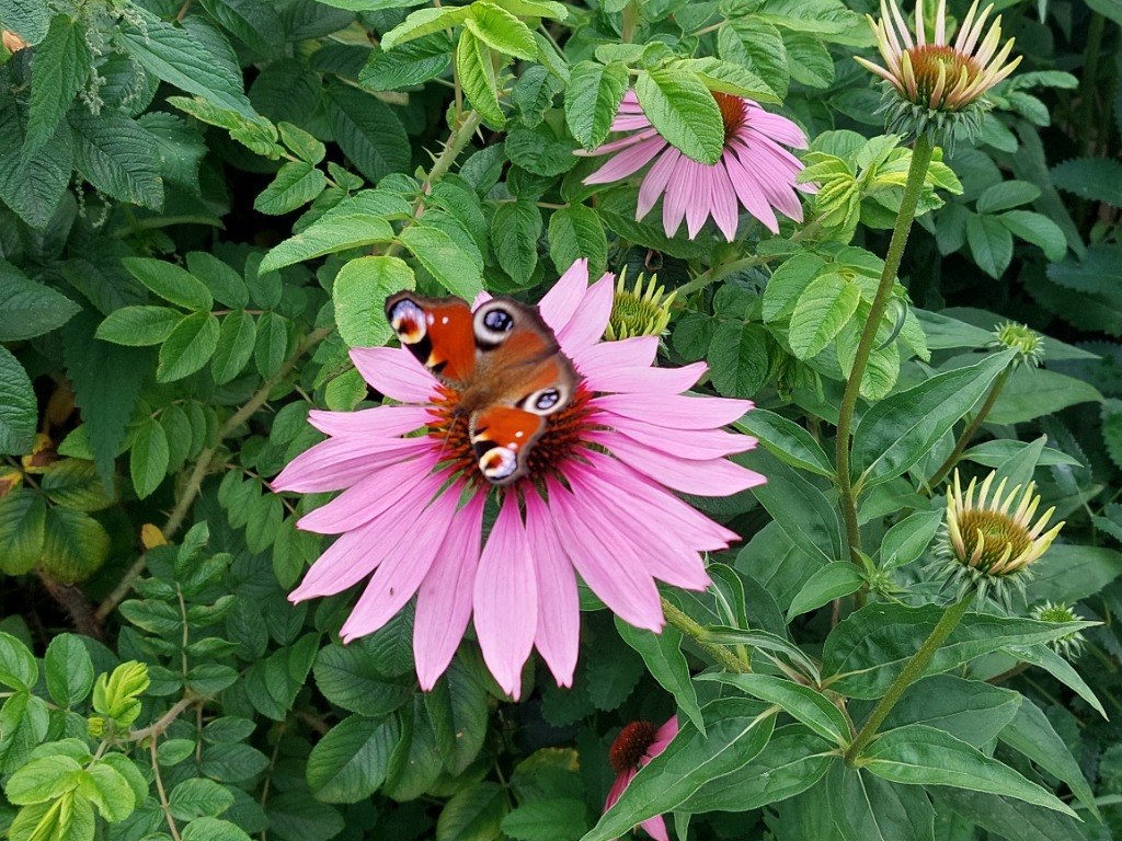Ocet z jeżówki purpurowej | 100 ml - obrazek 4