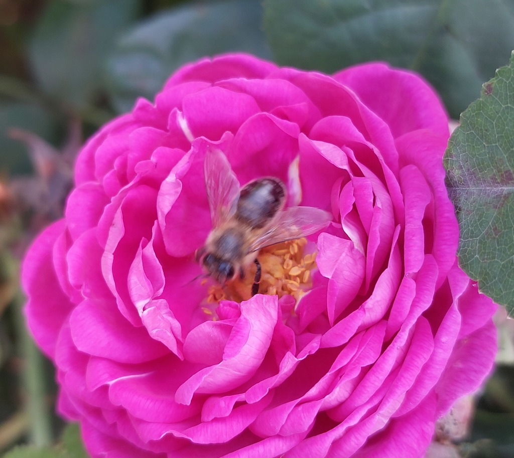 Krem różano - malinowy | 15 ml - obrazek 3