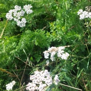 Wyciąg z krwawnika pospolitego | 100 ml