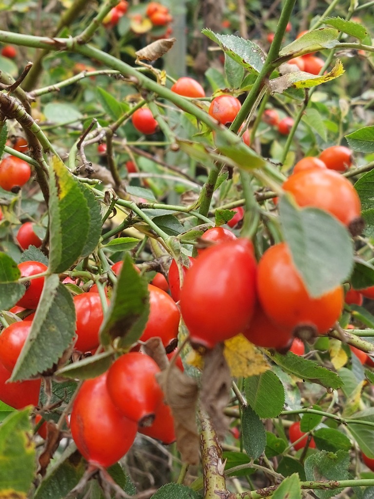 Dzika róża Mus gęsty 250ml - obrazek 2