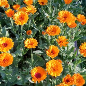 Nagietek ekstrakt z kwitnącego ziela 50 ml