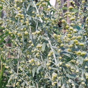 Bylica piołun wyciąg 100 ml