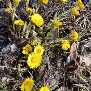 Syrop z podbiału z tymiankiem | 330 ml