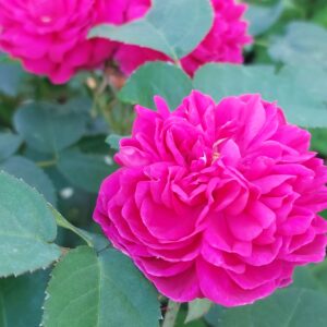 Ocet z płatków róży | 100 ml