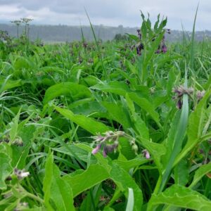 Ocet z Żywokostu | 100 ml