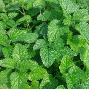 Ocet melisa | 100 ml