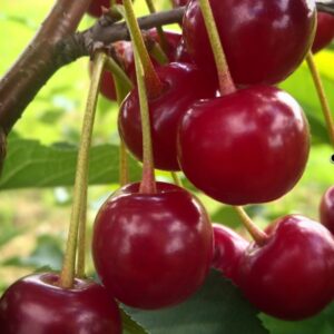 Ocet z wiśni | 100 ml