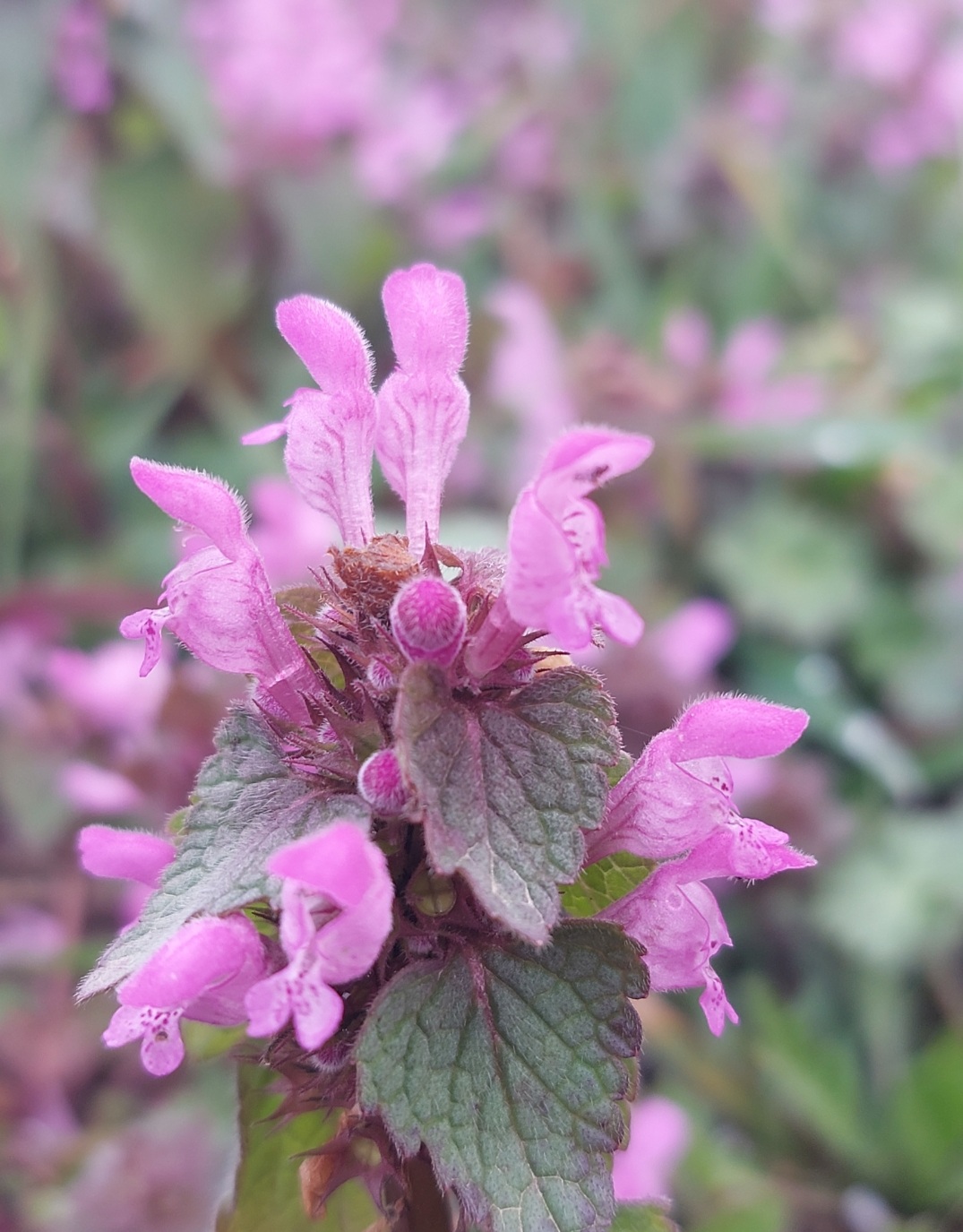 Ocet Jasnota purpurowa | 100 ml - obrazek 3