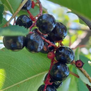 Ocet Czeremcha, z owoców 100 ml