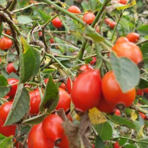 Konfitura z owoców i płatków dzikiej róży | 220 g