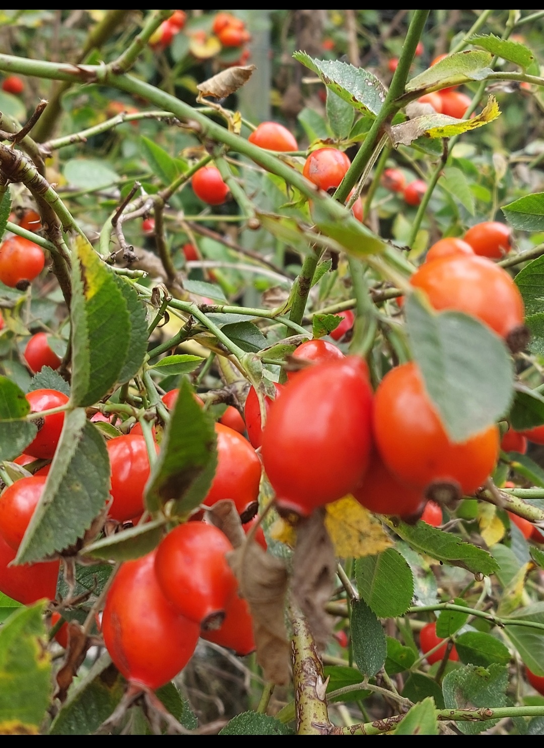 Ocet owoc dzikiej róży | 100 ml - obrazek 4