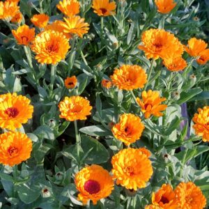 Ocet nagietek | 100 ml