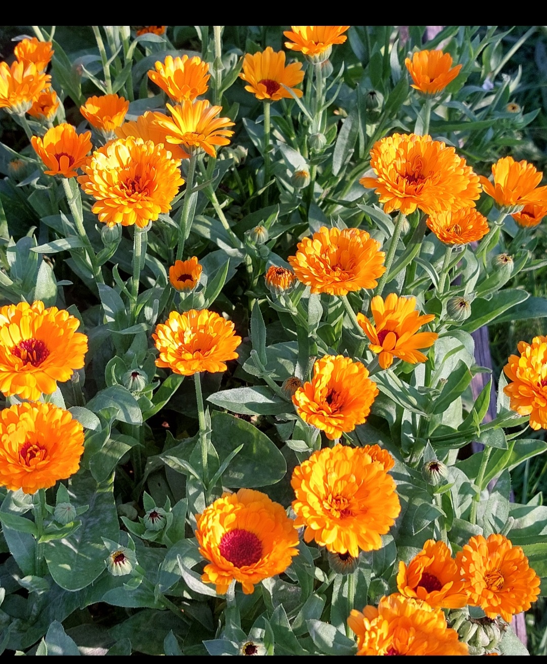 Ocet nagietek | 100 ml - obrazek 2