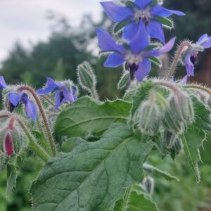 Ocet ogórecznik | 100 ml