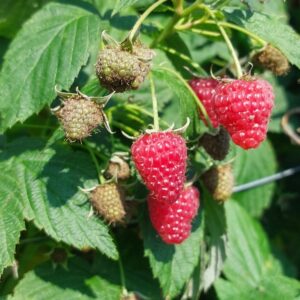 Konfitura malina 100g