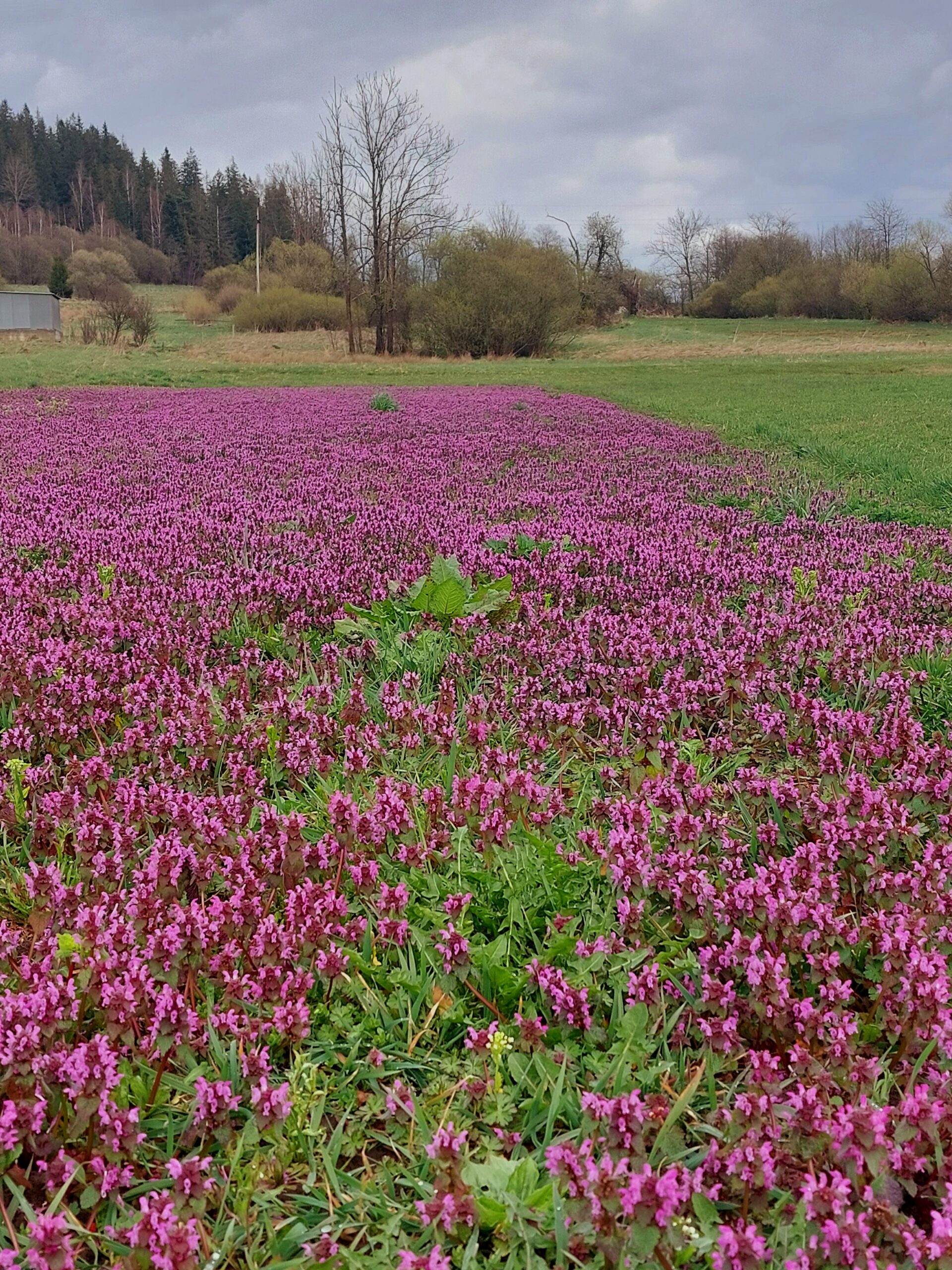 Ocet Jasnota purpurowa | 100 ml - obrazek 2