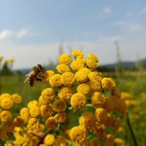 Olejek wrotyczowy 30ml