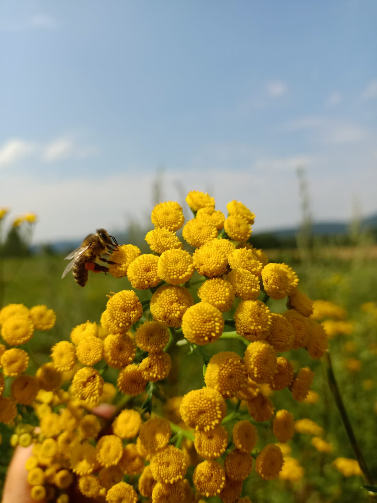 Olejek wrotyczowy 30ml - obrazek 2