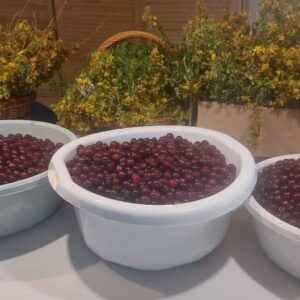 Wiśnia, sok 100%, 330 ml