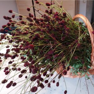 Krwiściąg lekarski susz | Zioła | 30 g