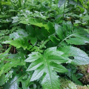 Ostrożeń warzywny / Czarcie żebro Susz 30 g