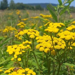 Wrotycz syrop  330ml