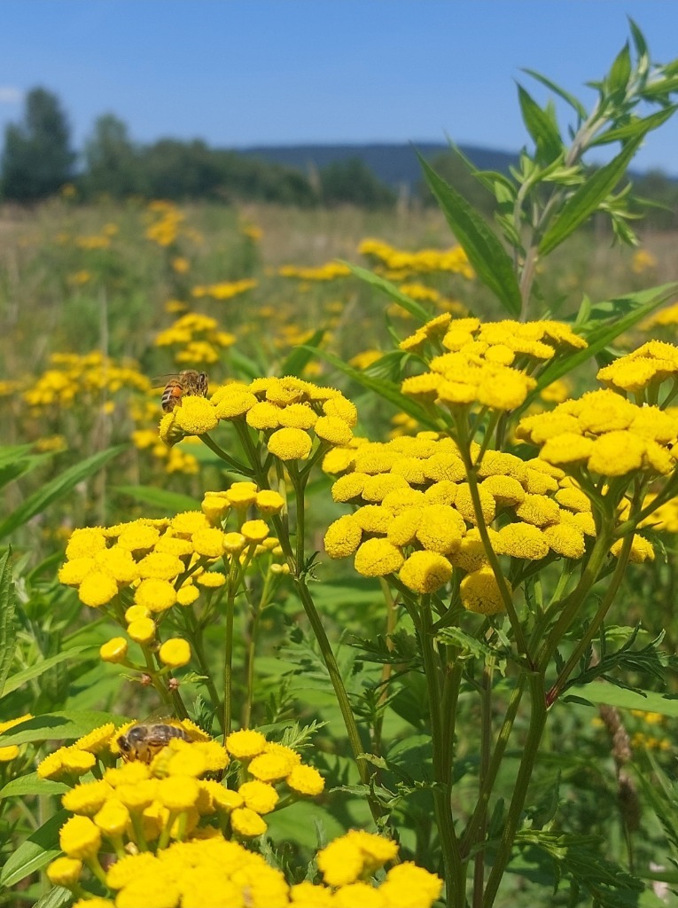 Wrotycz, wyciąg z kwiatów 50 ml - obrazek 2