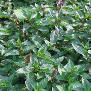 Mięta susz | Zioła | 30 g