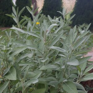 Szałwia Susz | Zioła | 30 g