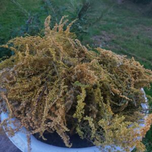 Nawłoć kanadyjska Susz | Zioła | 30 g