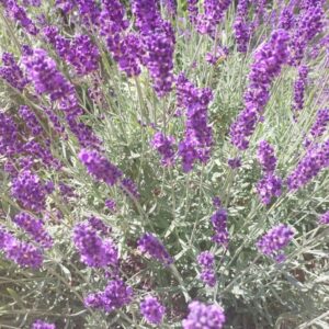 Lawenda Ziele Susz | Zioła | 30 g