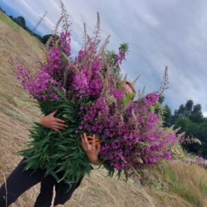 Syrop wierzbówka kiprzyca | 330 ml