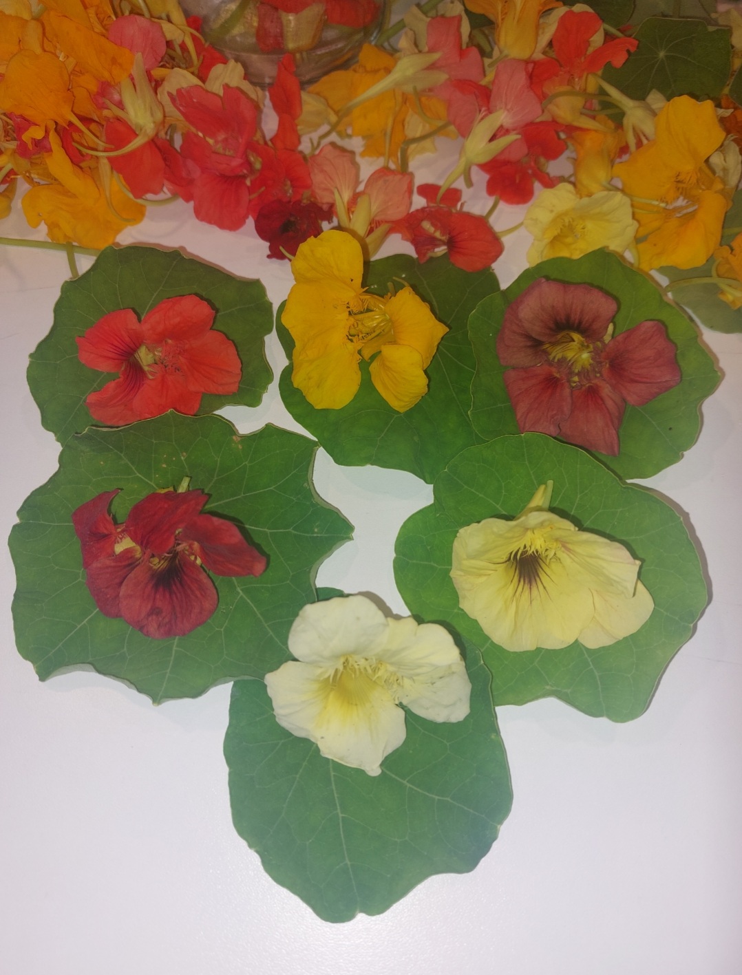 Nasturcja ekstrakt. Naturalny antybiotyk 100 ml - obrazek 2