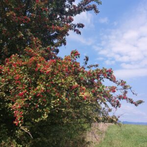 Głóg mus z owoców, gęsty 330ml