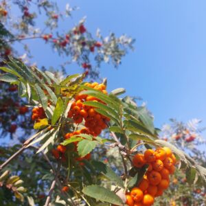 Jarzębina Sok 250 ml