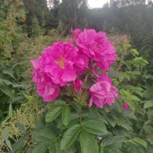 Różella | krem do kanapek |120ml